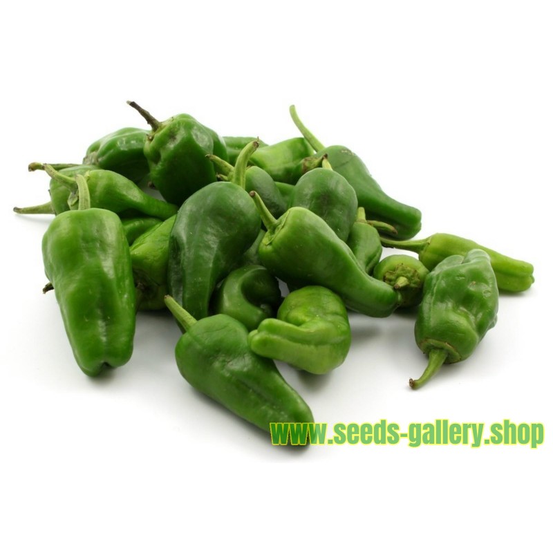 Chilli Pepper Seeds PADRON