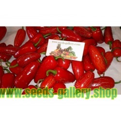 Sementes de Early Jalapeno Pepper Pimenta Rápida Colheita