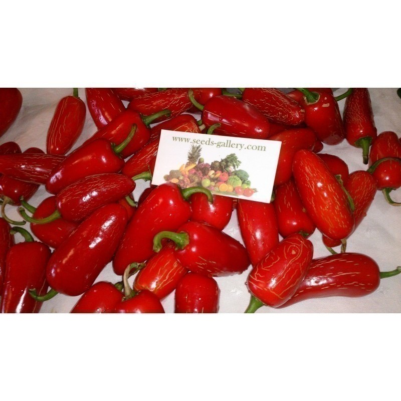 Early Jalapeno Chili Seeds Price €1.95