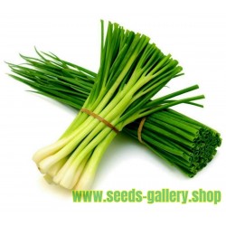 Details about    'KINGS' QUALITY ONION  paris silver skin    seeds 409 garden Vegetable