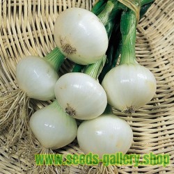 Vegetable Seeds Heirloom NON GMO Onion Paris Silverskin 