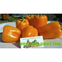 Σπόροι Πορτοκαλί Πιπεριές Orange Sun