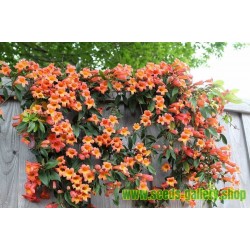 Orangerote Amerikanische Klettertrompete Samen, Trompetenblume
