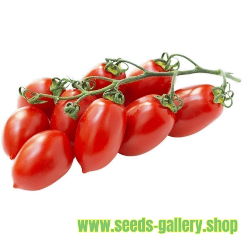 Piccadilly Plum Small Vine tomato Seeds