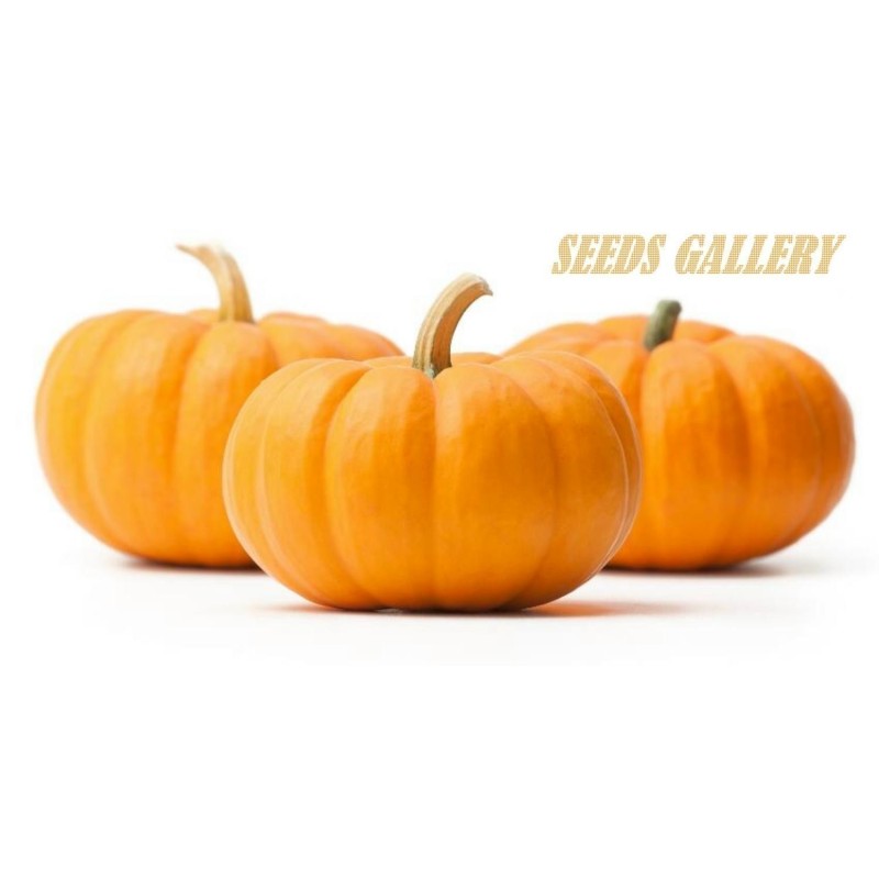 Price: €2 - Graines de Courge JACK BE LITTLE - Seeds Gallery