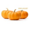 Price: €2 - Graines de Courge JACK BE LITTLE - Seeds Gallery