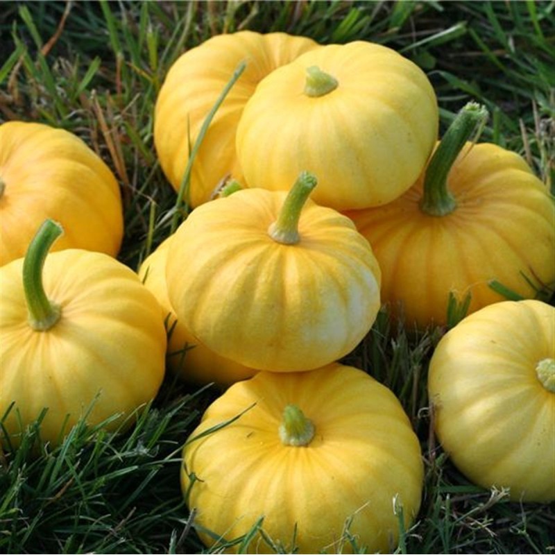 Price: €2 - Graines de Courge JACK BE LITTLE - Seeds Gallery