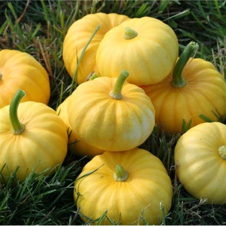 Price: €2 - Graines de Courge JACK BE LITTLE - Seeds Gallery