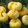 Price: €2 - Graines de Courge JACK BE LITTLE - Seeds Gallery