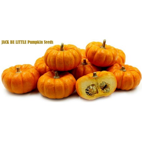 Price: €2 - Graines de Courge JACK BE LITTLE - Seeds Gallery