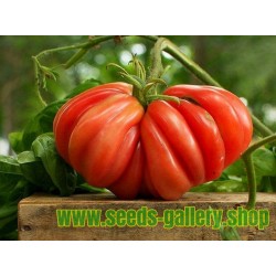 Sementes De Tomate Indianos ZAPOTEC