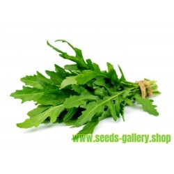 Σπόροι Ρόκα (φυτό) (Eruca sativa)