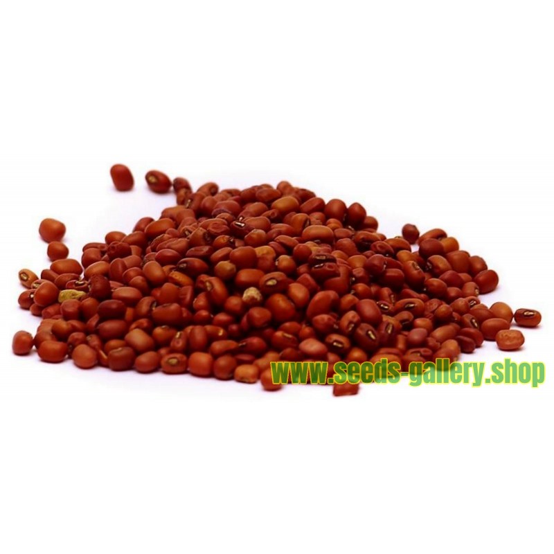 Kleine mexikanische rote Bohnen-Samen