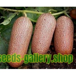 Poona Kheera Cucumber Seeds