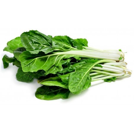 Graines de Blette White Silver | 1,45 €