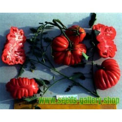 Semillas de tomate TLACOLULA RIBBED