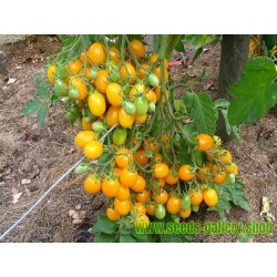 Semillas de tomate ILDI