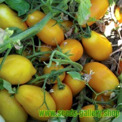 Tomato Seeds GOLDEN SAN MARZANO