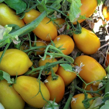 Tomato Seeds GOLDEN SAN MARZANO | € 2,00