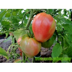 Semillas de Tomate VAL Variedades de Eslovenia
