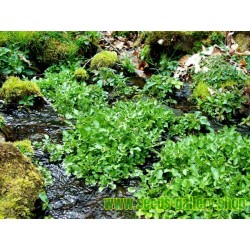 Watercress Seed - Medicinal plant