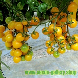 Yellow Cherry Tomato Seeds