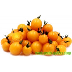 Kirsch Tomate Samen Gelbe - Yellow Cherry