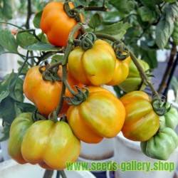 YELLOW STUFFER Tomato Seeds
