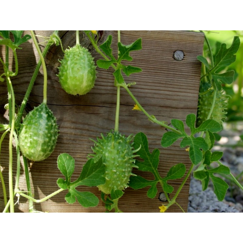 Maroon Cucumber, West Indian Gherkin Cucumber Seeds | €1.85