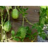 Maroon Cucumber, West Indian Gherkin Cucumber Seeds | €1.85