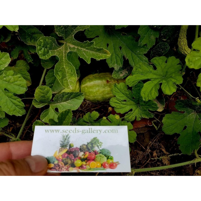 Maroon Cucumber, West Indian Gherkin Cucumber Seeds | €1.85