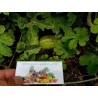 Maroon Cucumber, West Indian Gherkin Cucumber Seeds | €1.85