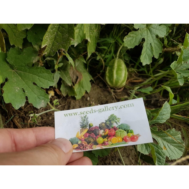 Maroon Cucumber, West Indian Gherkin Cucumber Seeds | €1.85