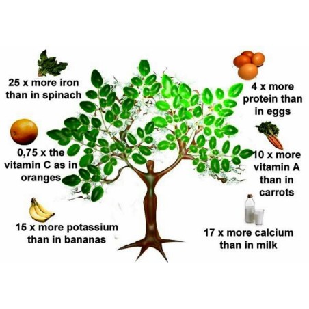 Meerrettichbaum Wunderbaum Samen Moringa oleifera