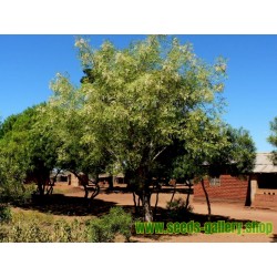 Moringa the Miracle Tree Seeds (Moringa oleifera PKM 1)