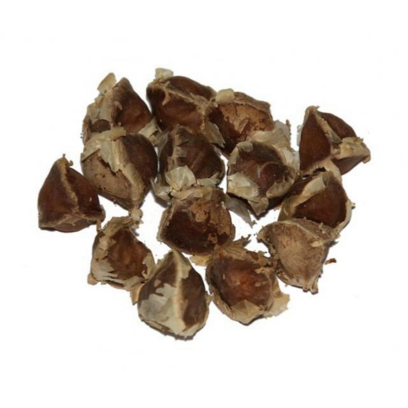 Meerrettichbaum Wunderbaum Samen Moringa oleifera