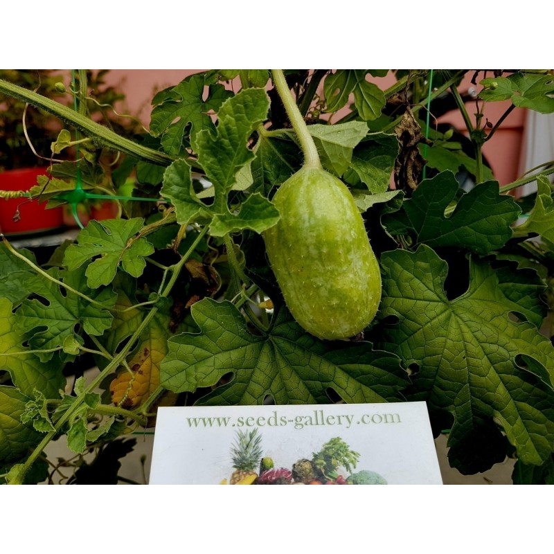 Maroon Cucumber, West Indian Gherkin Cucumber Seeds | €1.85