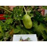 Maroon Cucumber, West Indian Gherkin Cucumber Seeds | €1.85