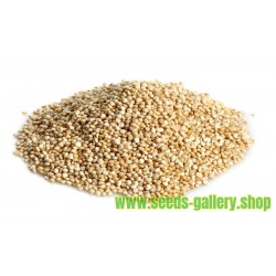 Graines de QUINOA Rouge ou Blanc (Chenopodium quinoa)