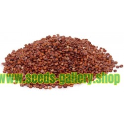 Graines de QUINOA Rouge ou Blanc (Chenopodium quinoa)