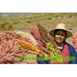 Sementes de Quinoa Vermelho ou branco (Chenopodium quinoa)
