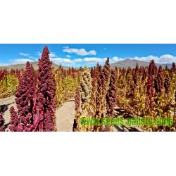 Semi di QUINOA Rosso o Bianco (Chenopodium quinoa)