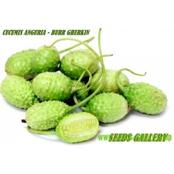 West Indian Gherkin Cucumber Seeds