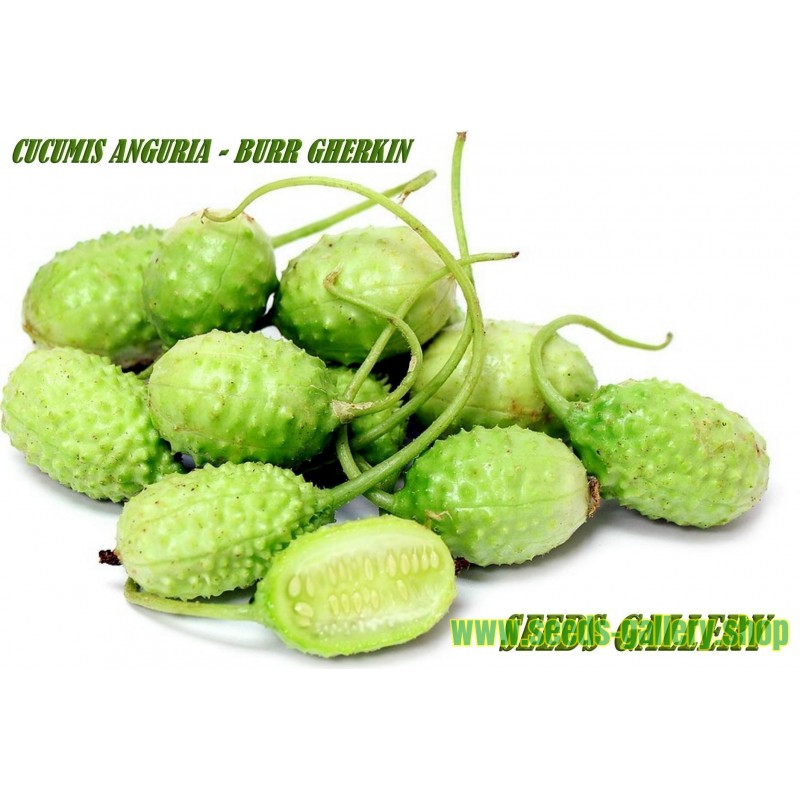 PUNJAB ROUND VERRY BIG TYPES GUAVA SEEDS FS 5566 SO SWEET TROPICAL FRUITS