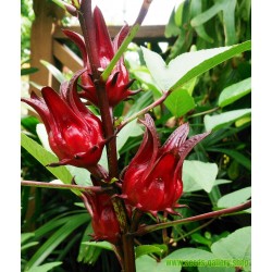 Roselle Seme - Lepa, ukusna i zdrava biljka
