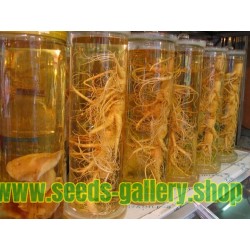 Semi di Panax Ginseng - pianta medicinale plant