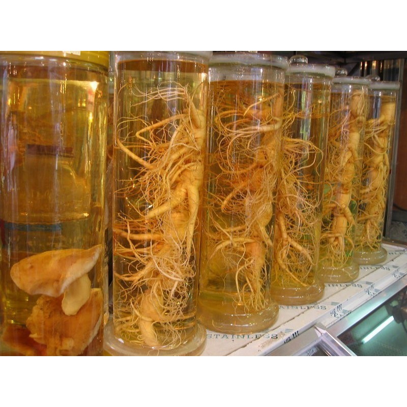 Semillas de Panax Ginseng - planta medicinal | 2,50 €