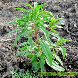 Sementes de Satureja hortensis - plantas medicinais