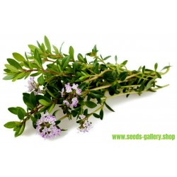 Sementes de Satureja hortensis - plantas medicinais