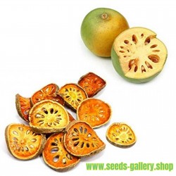 Stone Apple Bengal Quince Golden Apple Bael Seeds 100 Aegle Marmelos Seeds 